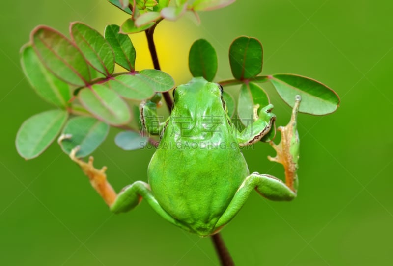 树蛙,自然美,可爱的,热带气候,野生动物,环境保护,好奇心,青蛙,蟾蜍,脊椎动物