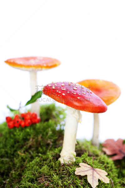 毒蝇菇,食用菌,鹅膏菌,真菌学,伞形毒菌,自然,垂直画幅,生物,无人,有毒生物体