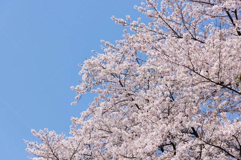 天空,樱花,蓝色,自然,猴面包树,公园,水平画幅,樱桃,无人,日本