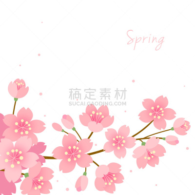 樱桃树,白色背景,边框,浪漫,韩国,3到4个月,植物,户外,桃树,樱花