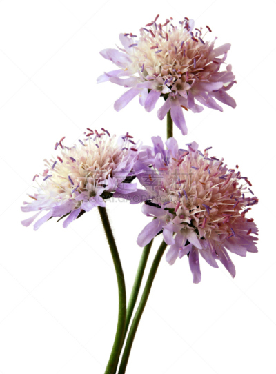 轮峰菊,仅一朵花,利拉,华北蓝灵灰,自然,垂直画幅,无人,夏天,背景分离,开花时间间隔