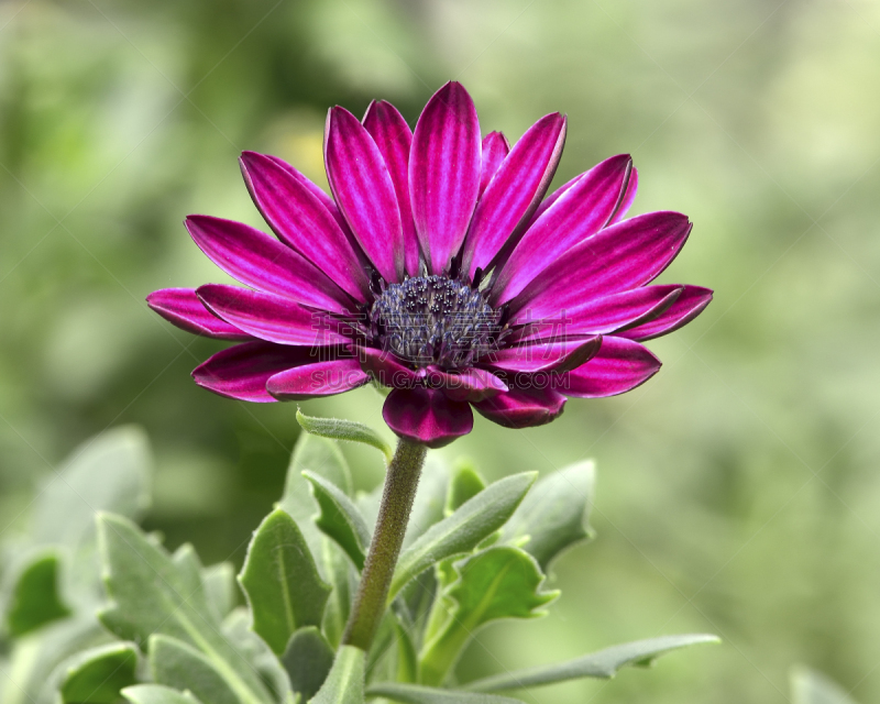 ice plant,猪,石竹目,水平画幅,无人,品红色,粉色,科伊科伊族,仅一朵花,摄影