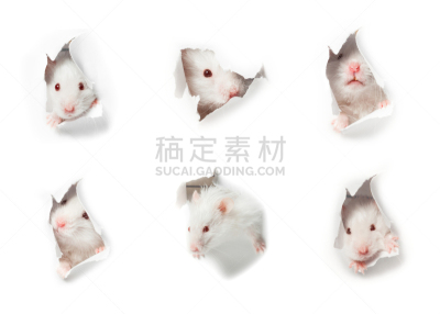 老鼠,白色,白色背景,动物头,美,捕鼠器,水平画幅,银色,无人,动物耳朵