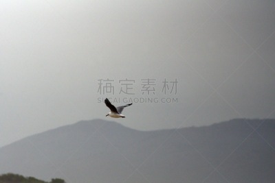 哈氏鸥,科雷曼德,非洲,西开普省,图像,海洋,翅膀,大西洋,动物身体部位,海鸥