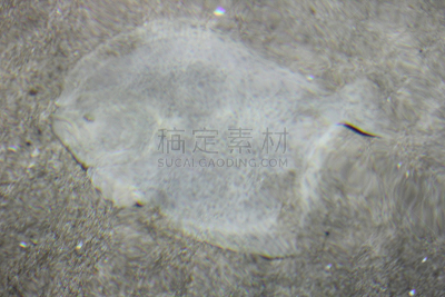 水平画幅,微生物学,无人,水下,野外动物,海洋生命,海鱼,海底,鱼类,比目鱼