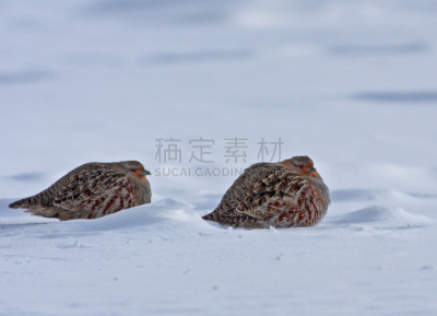 灰山鹑,山鹑,自然,野生动物,水平画幅,雪,无人,鸟类,野外动物,户外
