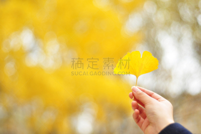 银杏树,金色,叶子,一个物体,易接近性,水平画幅,秋天,亚洲,手