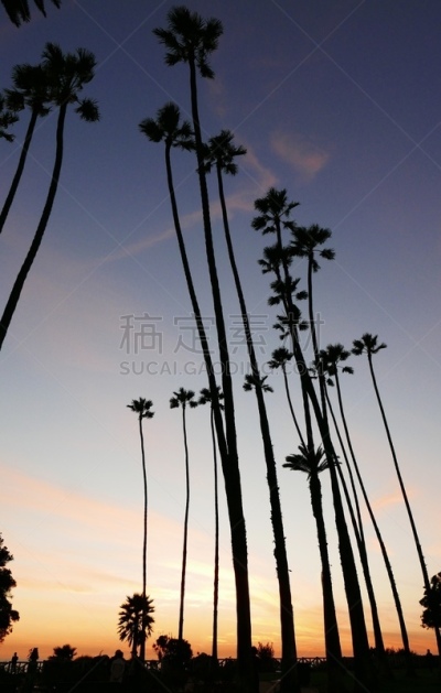 棕榈树,加利福尼亚,气候,旅途,热,好莱坞,黄昏,枝繁叶茂,甜点心,建筑特色