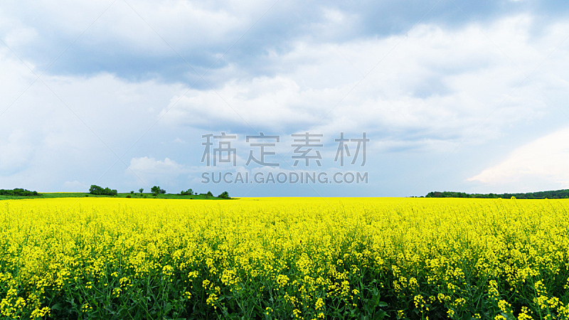 天空,水平画幅,云,夏天,田地,风景,自然,绿色,蓝色,油菜花