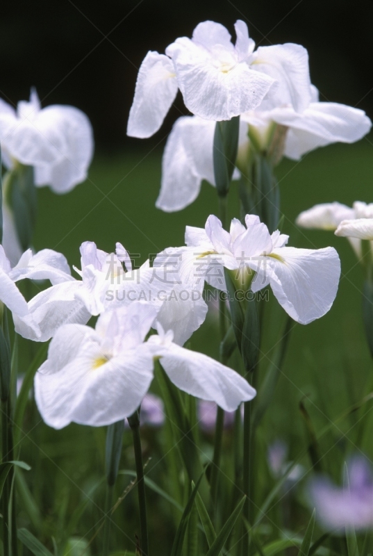 鸢尾,自然,垂直画幅,京都府,绿色,无人,日本,夏天,户外,白菖蒲