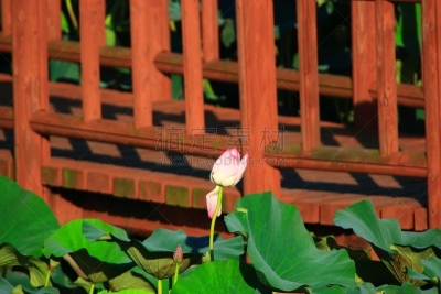 제주에 있는 '연화원' 연못의 풍경이다.