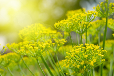 莳萝,特写,仅一朵花,黄色,自然现象,年轮,水平画幅,户外,天生桥州立公园