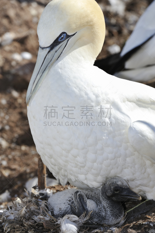 鲣鸟,婴儿,皮尔斯山岩,北方鲣鸟,盖斯佩半岛,新生动物,垂直画幅,父母,鸟类,野外动物