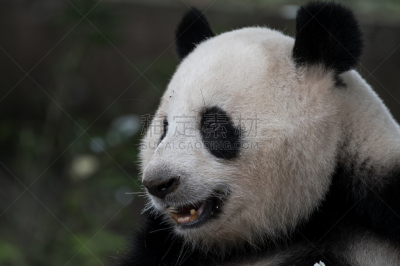 特写,熊猫,注视镜头,肖像,动物嘴,哺乳纲,动物,动物习性,中国,动物交配