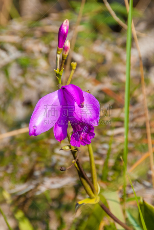 拉格兰萨巴那,兰花,委内瑞拉,平顶山区,平顶山,canaima,垂直画幅,南美,无人,异国情调