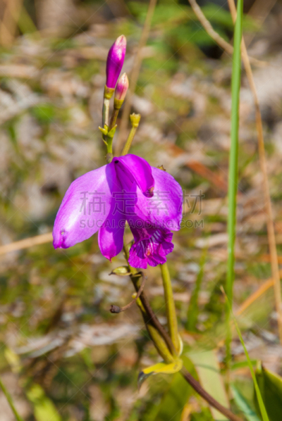 拉格兰萨巴那,兰花,委内瑞拉,平顶山区,平顶山,canaima,垂直画幅,南美,无人,异国情调