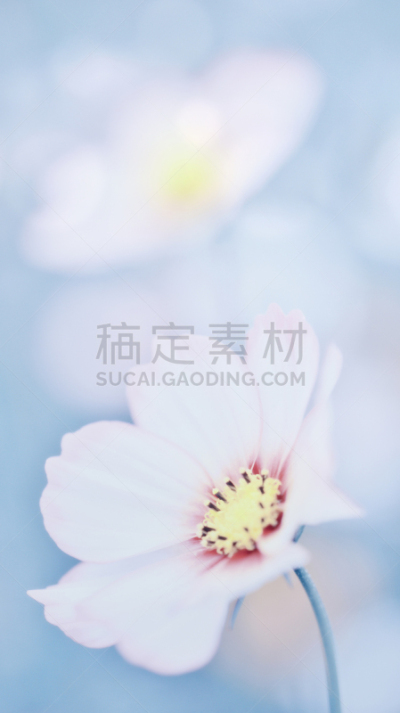 仅一朵花,自然美,背景,春白菊花,雏菊,菊花,垂直画幅,选择对焦,留白,复活节