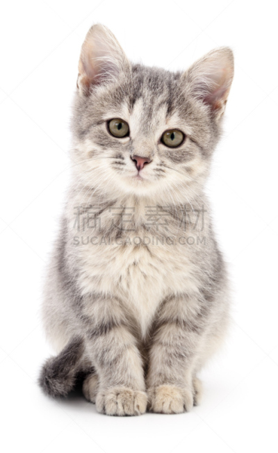 小的,小猫,灰发,垂直画幅,可爱的,家畜,猫科动物,背景分离,图像,一只动物