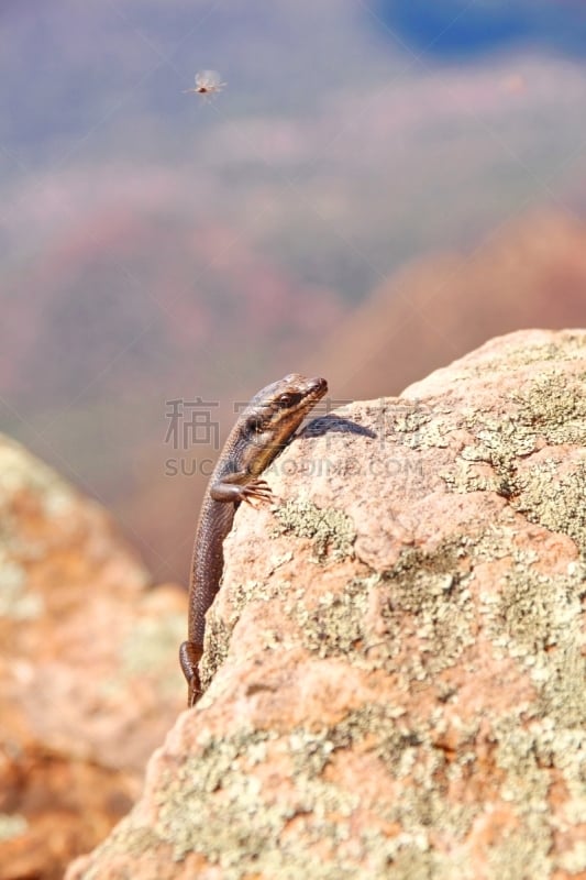 蜥蜴,偏远地区,石龙子,澳大利亚,垂直画幅,山,野外动物,偏远的,户外,石头