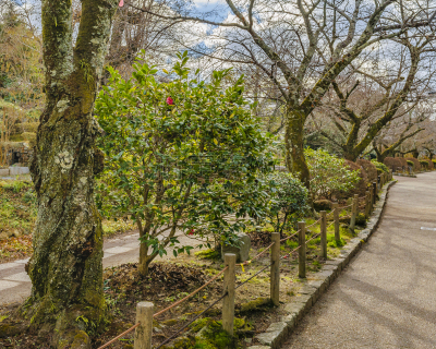 哲学家,日本,京都府,小路,地形,户外,季节,冬天,多色的,著名景点