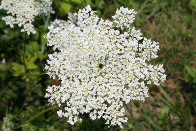 queen annes lace,野胡萝卜花,自然,非都市风光,芳香的,水平画幅,野外动物,户外,白人,野生植物