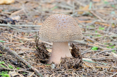 灰色,鹅膏菌,斑点,自然,褐色,水平画幅,秋天,无人,苔藓,蘑菇