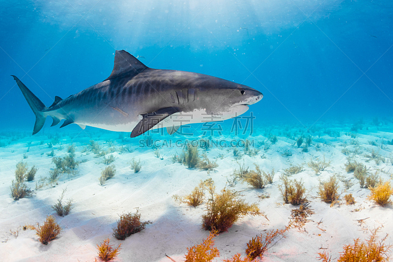 虎鲨 巴哈马国 水中呼吸器 鲨鱼 运动 水平画幅 水肺潜水 无人 水下 海洋生命图片素材下载 稿定素材