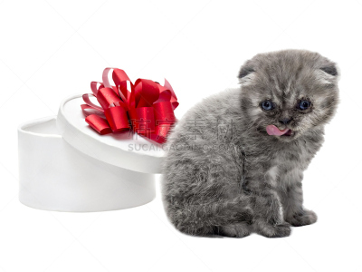纯种犬,苏格兰折耳猫,包装纸,小猫,白色,水平画幅,小的,可爱的,家畜,无人