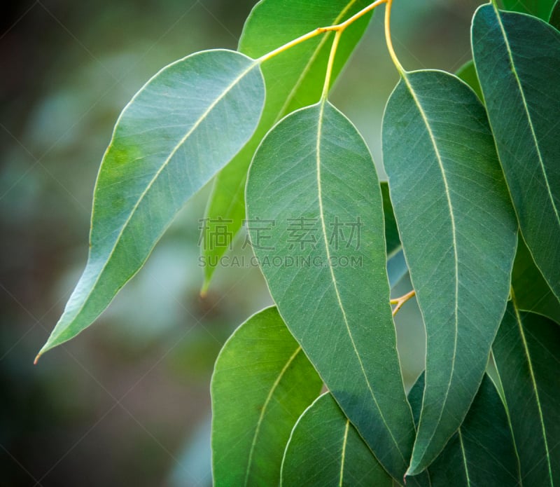 桉树,选择对焦,气体交换,香熏油,叶状图案,叶子,自然,芳香的,水平画幅,无人