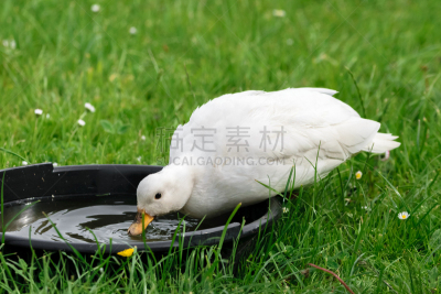 白色鸣叫鸭,白色,饮用水,雌性动物,家禽展,安格尔西,蹼足,动物围栏,小鸭子,流浪动物