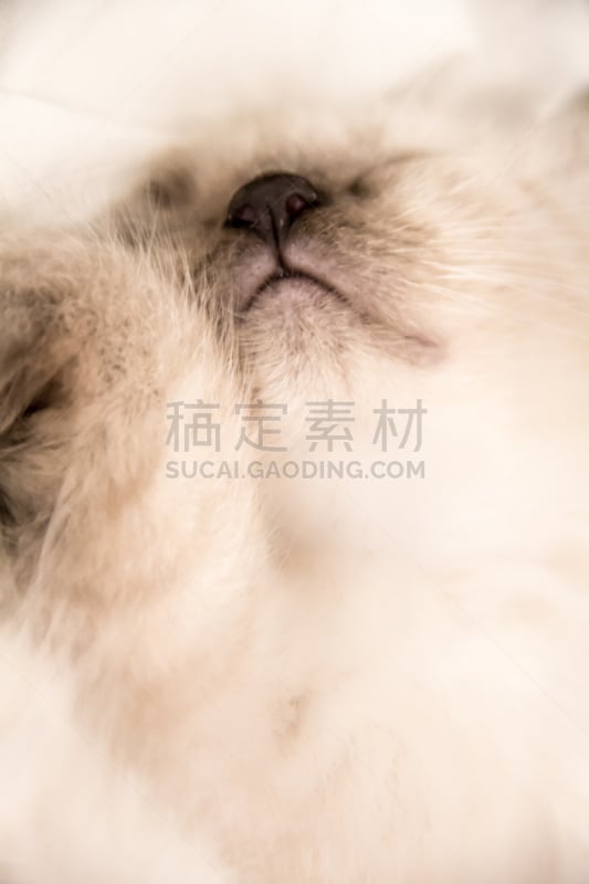 小猫,疲劳的,垂直画幅,爪子,动物身体部位,凯斯犬,哺乳纲,白色,幼兽,看