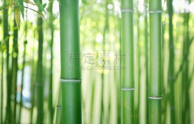 竹,留白,水平画幅,无人,热带雨林,夏天,户外,特写,树林,竹子叶