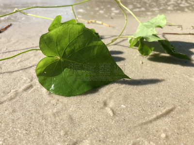 牵牛花,叶子,有蔓植物,心型,水平画幅,沙子,茄科双子叶植物,情人节,户外,卷须