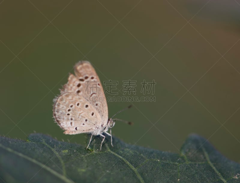 灰蝶科蝴蝶,奈良县,荞麦面,马哈拉施特拉邦,柔和色,日本料理,巴基斯坦,美,公园,褐色