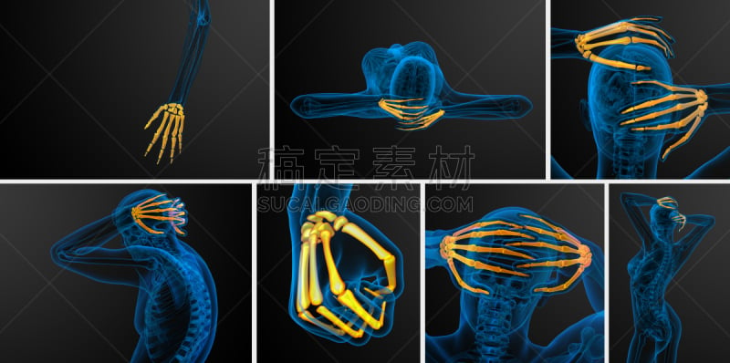 人类骨架,三维图形,手,绘画插图,趾骨,风湿病,骨质疏松症,关节炎,水平画幅,泰国