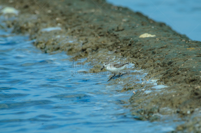 泰国,匙形喙矶鹞,自然,水平画幅,鸟类,户外,海洋,矶鹞,河岸,帐单