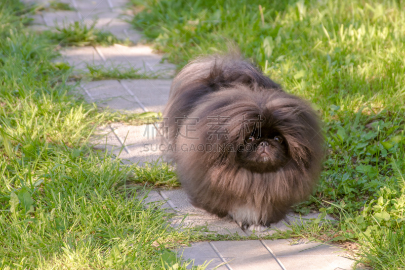 北京犬,草,狗,绿色,小狗,黑色,蒲公英,哈巴狗,褐色,水平画幅