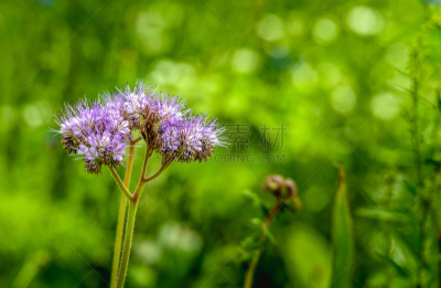 phacelia,花边,紫色,花朵,bee plant,艾菊,生态多样性,水平画幅,无人,夏天
