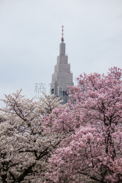 樱桃树,新宿御苑,花见节,垂直画幅,公园,樱花,樱桃,无人,户外,白色