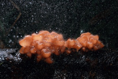 蘑菇,森林,伞形毒菌,毒蝇菇,真菌学,毒蘑菇,孢子,水平画幅,秋天,无人