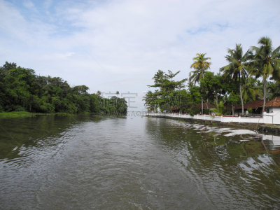 高知县,喀拉拉邦,热带气候,公园,椰子,植物,河流,运河,热带树,户外