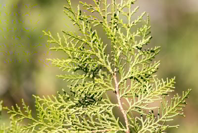 绿色,树篱,帕克城,植物,背景,美国崖柏属树,岩石,建筑,大自然保护协会,哈萨克斯坦
