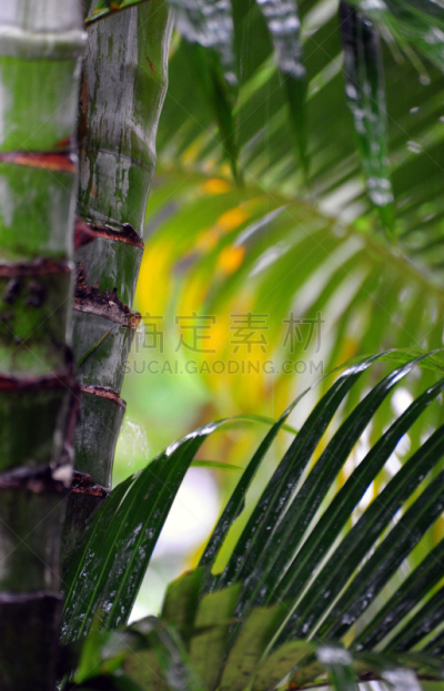 枝繁叶茂,哥斯达黎加,灌木,tortuguero national park,托尔图格诺,热带风暴,里蒙省,垂直画幅,绿色,无人
