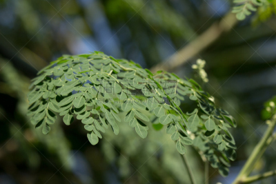 马,萝卜,自然,矿物质,水平画幅,十字花科,无人,钙,有机食品,维生素