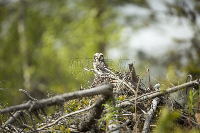 hawk owl,动物的巢,嫩枝,黄眼睛,芬兰,热带鸟,食肉鸟,水平画幅,注视镜头,无人