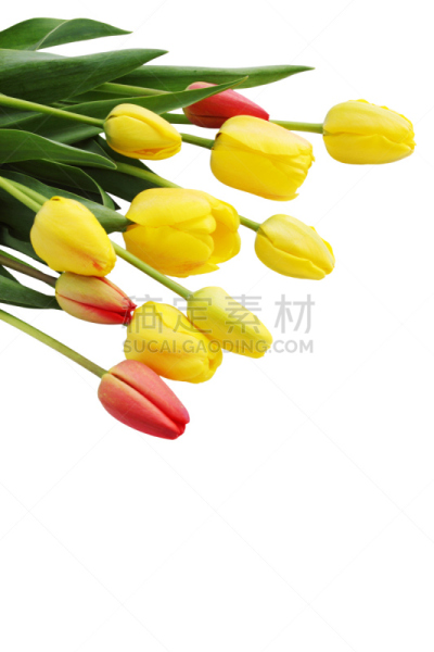 郁金香,白色,垂直画幅,尖利,仅一朵花,花束,平滑的,清新,酿酒蒸馏器,太空