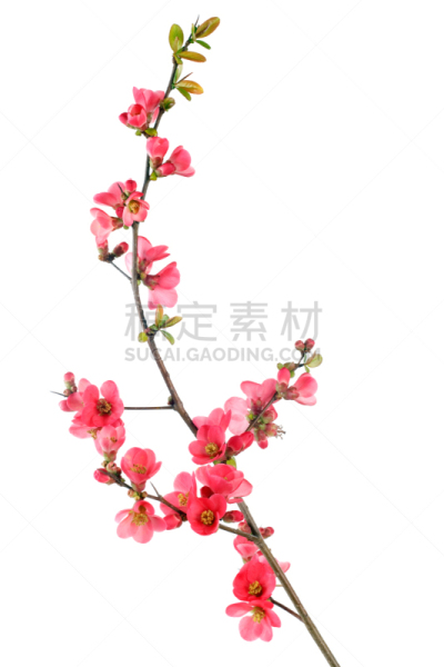 温柏,红色,花朵,皱皮木瓜,华丽的,纯净,背景分离,自然美,茶花,春天