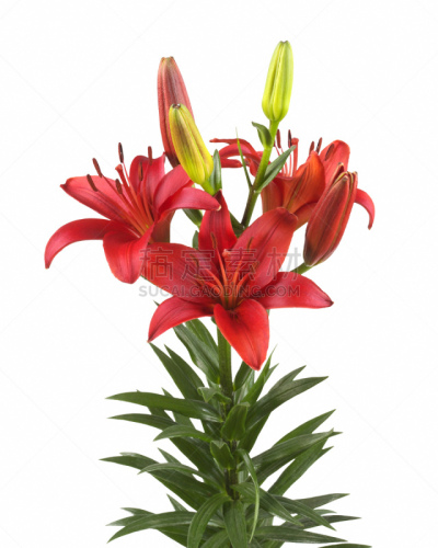 占星百合,垂直画幅,芳香的,无人,巨大的,夏天,组物体,特写,百合花,花蕾