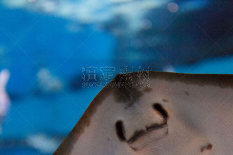 太平洋水族馆,马尔代夫海葵,水平画幅,无人,从在水肺潜水的角度拍摄,南部魟鱼,外来物种,俄罗斯,摄影