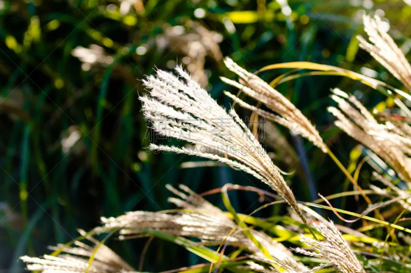 日光 草 自然 图像 春天 稻田 田地 植物 夏天 户外图片素材下载 稿定素材